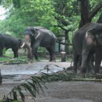 elephant3