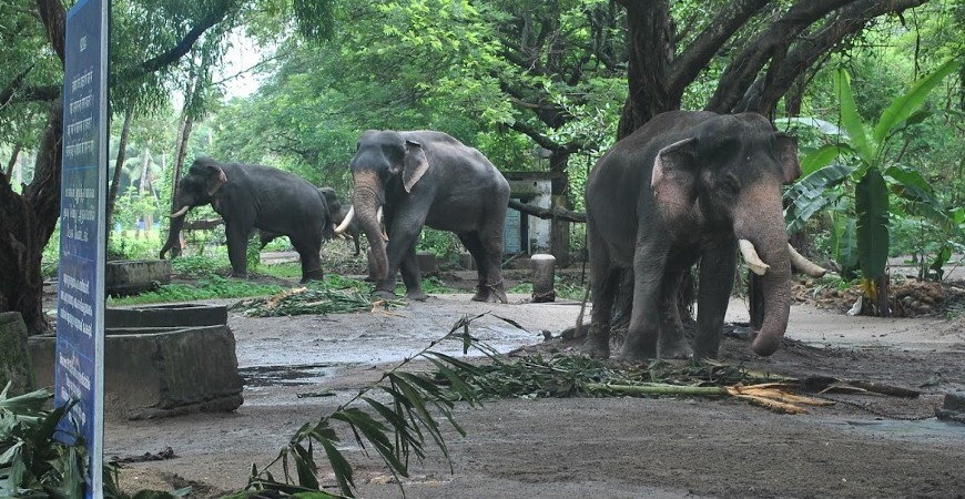 elephant3